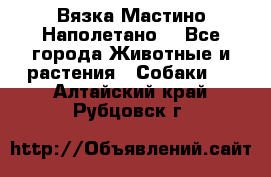 Вязка Мастино Наполетано  - Все города Животные и растения » Собаки   . Алтайский край,Рубцовск г.